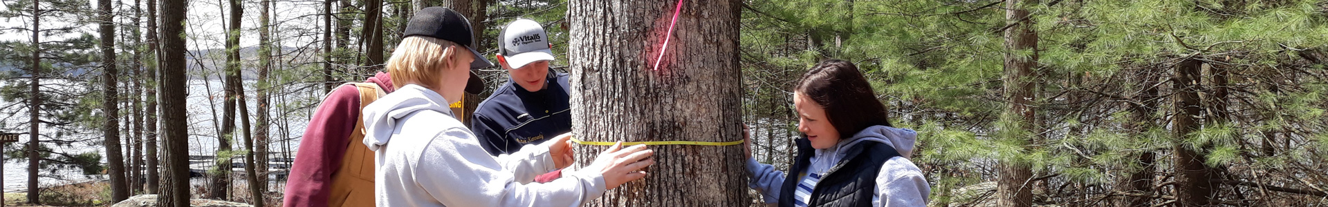 Students measure the circumference of an oak tree with a tape measure