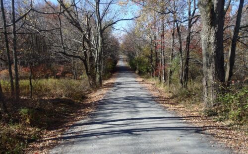 A straight and narrow road lined with trees with light fall foliage, many leaves on the ground