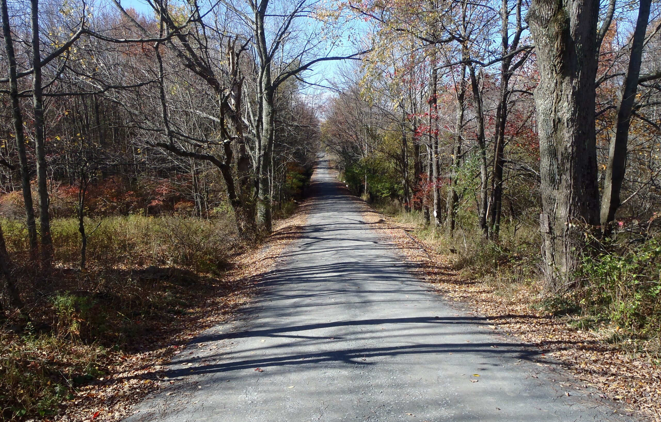 A straight and narrow road lined with trees with light fall foliage, many leaves on the ground
