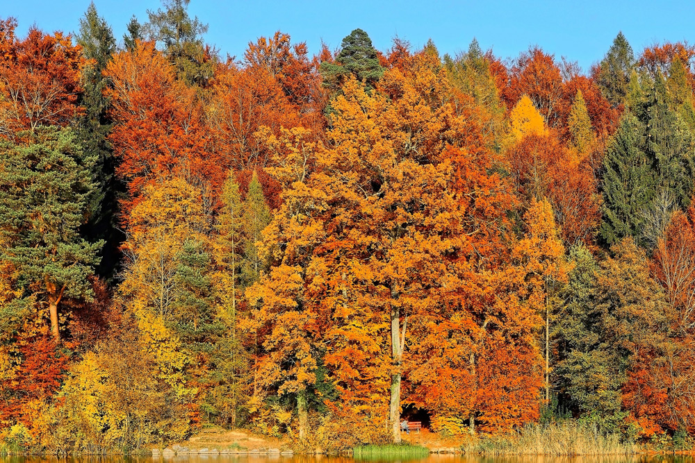 A forest of trees with fall foliage on the edge of a pond
