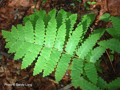 Photo of a fern native plant of Pike County, PA, copyright Sandy Long. Attend Fern and Learn during Earth Week 2018.