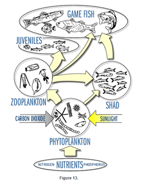 An aquatic food web schematic, showing nutrients on the bottom, with phytoplankton above, then zooplankton and shad, then juvenile fish, then game fish