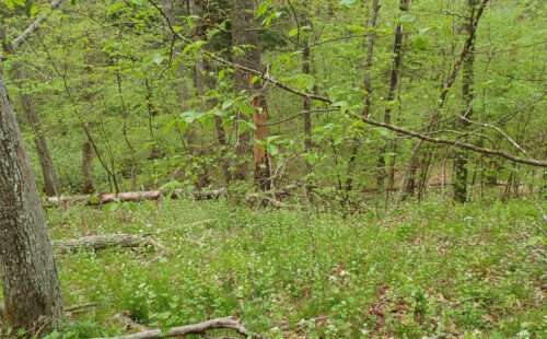 An area of forest taken over by garlic mustard plants
