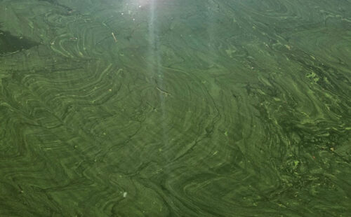 A harmful algal bloom, a layer of green on top of water surface