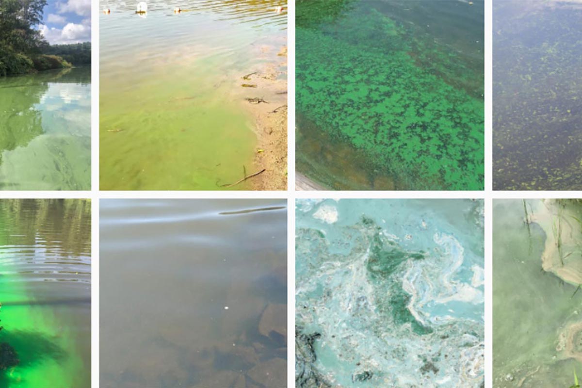 Harmful Blue-Green Algae Blooms