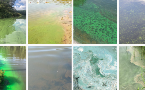grid of eight different algae blooms, all with algae on the surface of water, ranging from yellow to blueish coloring