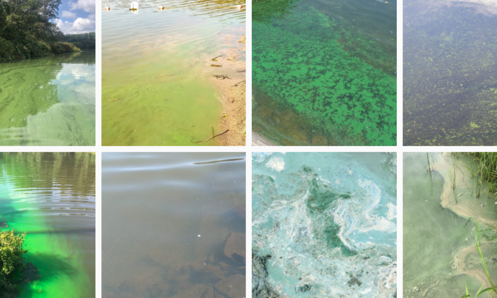 Climate Change and Harmful Algal Blooms