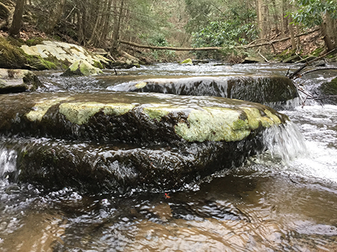 A rocky stream at water level view with moss covered rocks and tree-lined shores