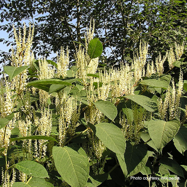 A photo of Japanese knotweed.