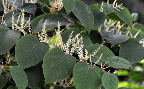 Japanese knotweed closeup, oval green leaves with long white flowers