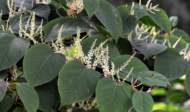 Japanese knotweed closeup, oval green leaves with long white flowers