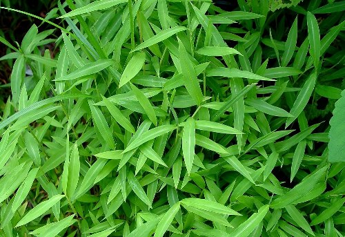 Japanese Stiltgrass closeup