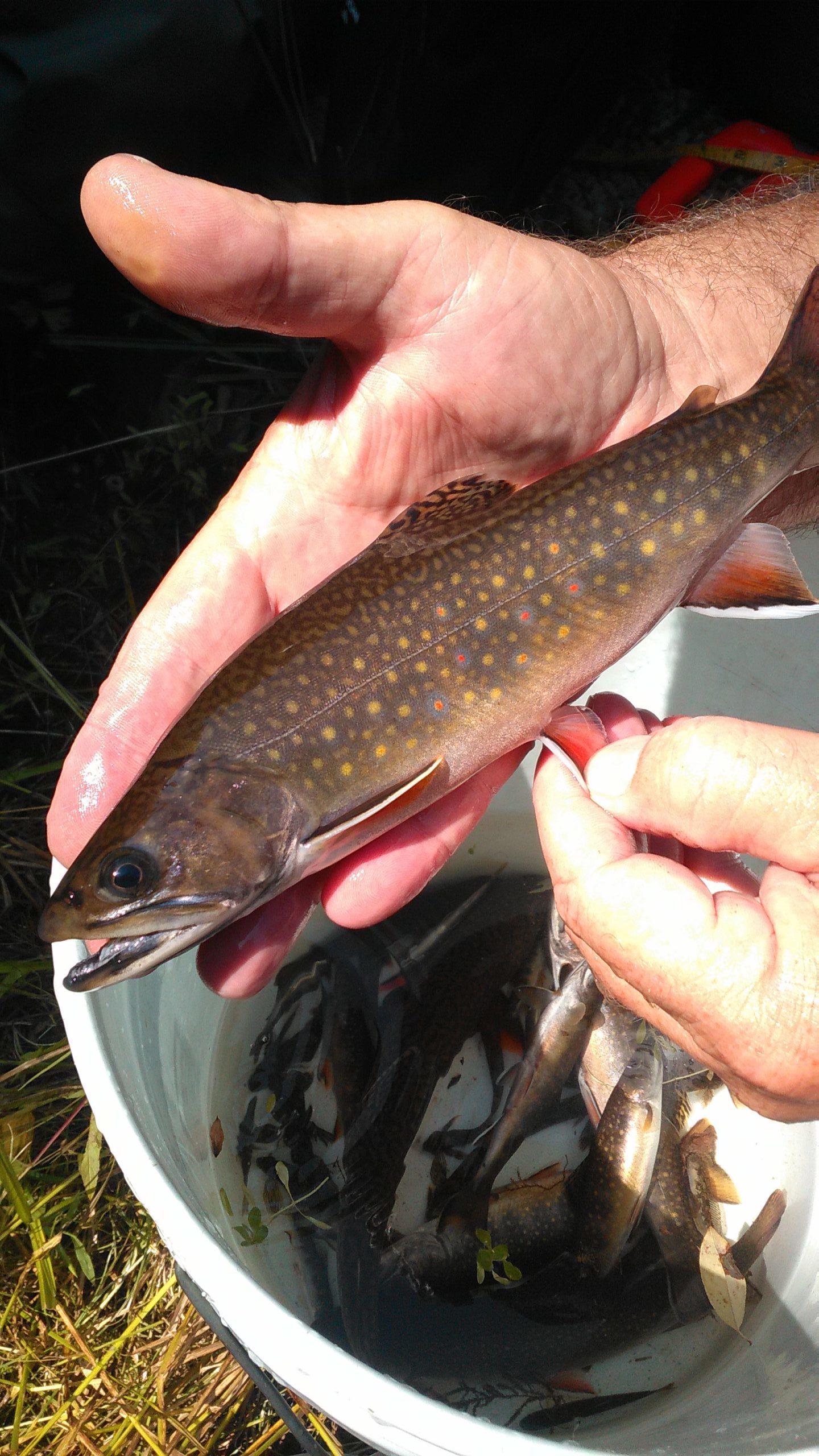 ARC Consultant, Ken Ersbak, demonstrates the characteristic white fin margin that distinguishes a brook trout from brown trout.