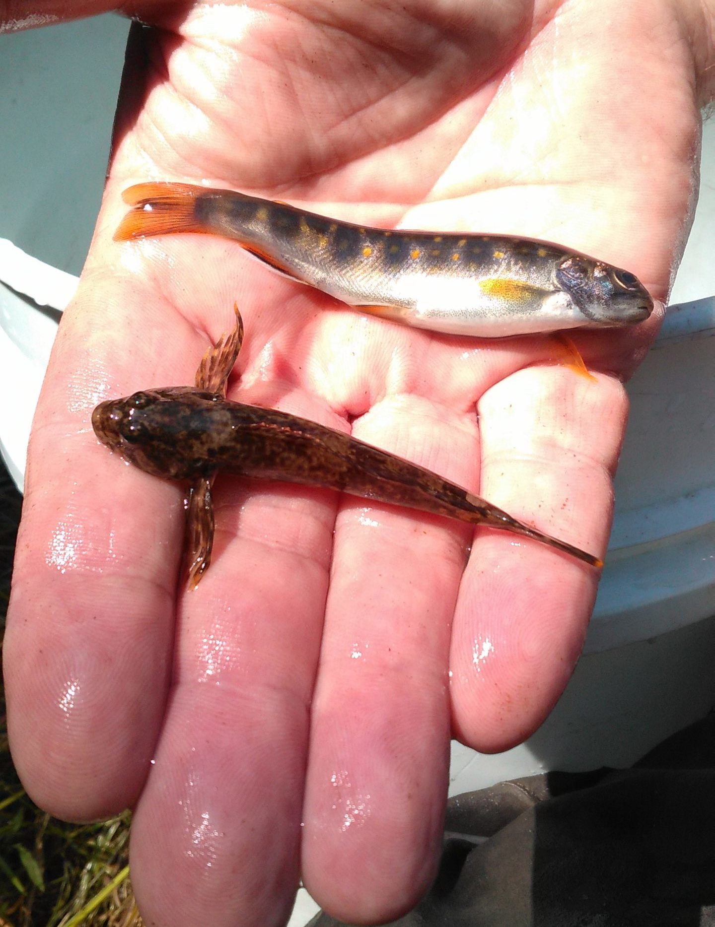 A young-of-year brook trout and slimy sculpin indicate high quality stream conditions, through their sensitive species and the presence of natural reproduction.