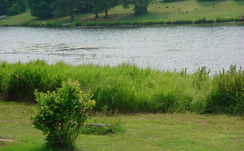 A lake with a vegetation buffer along the shores