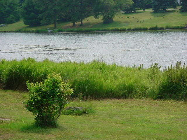 A lake with a vegetation buffer along the shores