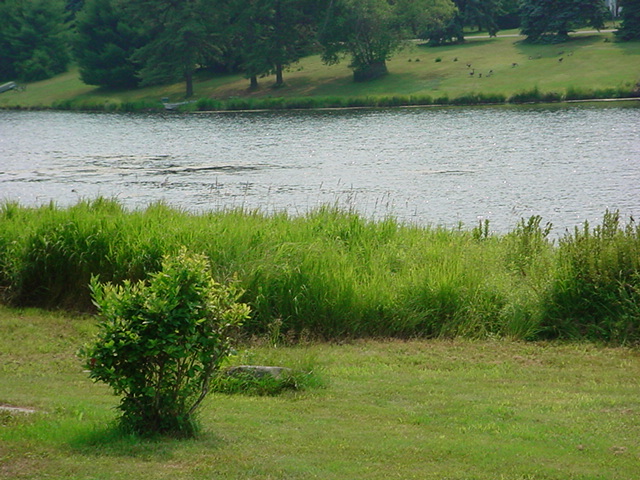 https://pikeconservation.org/wp-content/uploads/Lake-Buffer-shrubs_grasses-.jpg