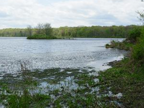 Shore of a lake with aquatic vegetation