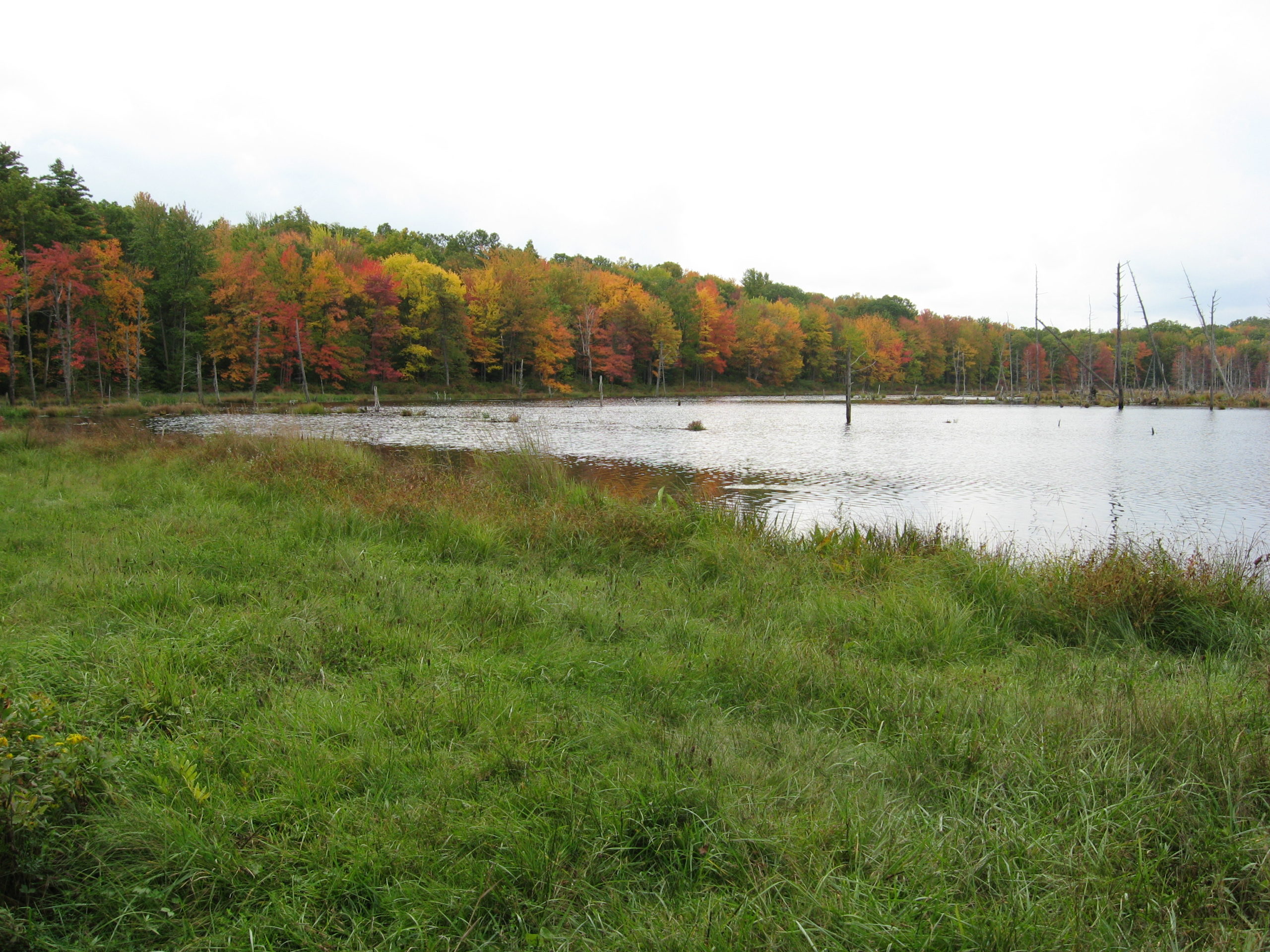 Local lake shore in fall