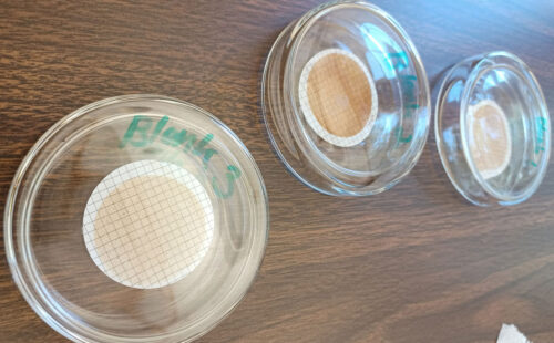 Three glass petri dishes in a line on a table with water-soaked paper inside