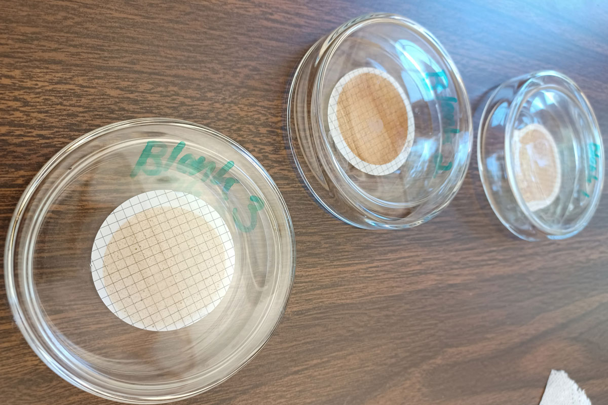 Three glass petri dishes in a line on a table with water-soaked paper inside