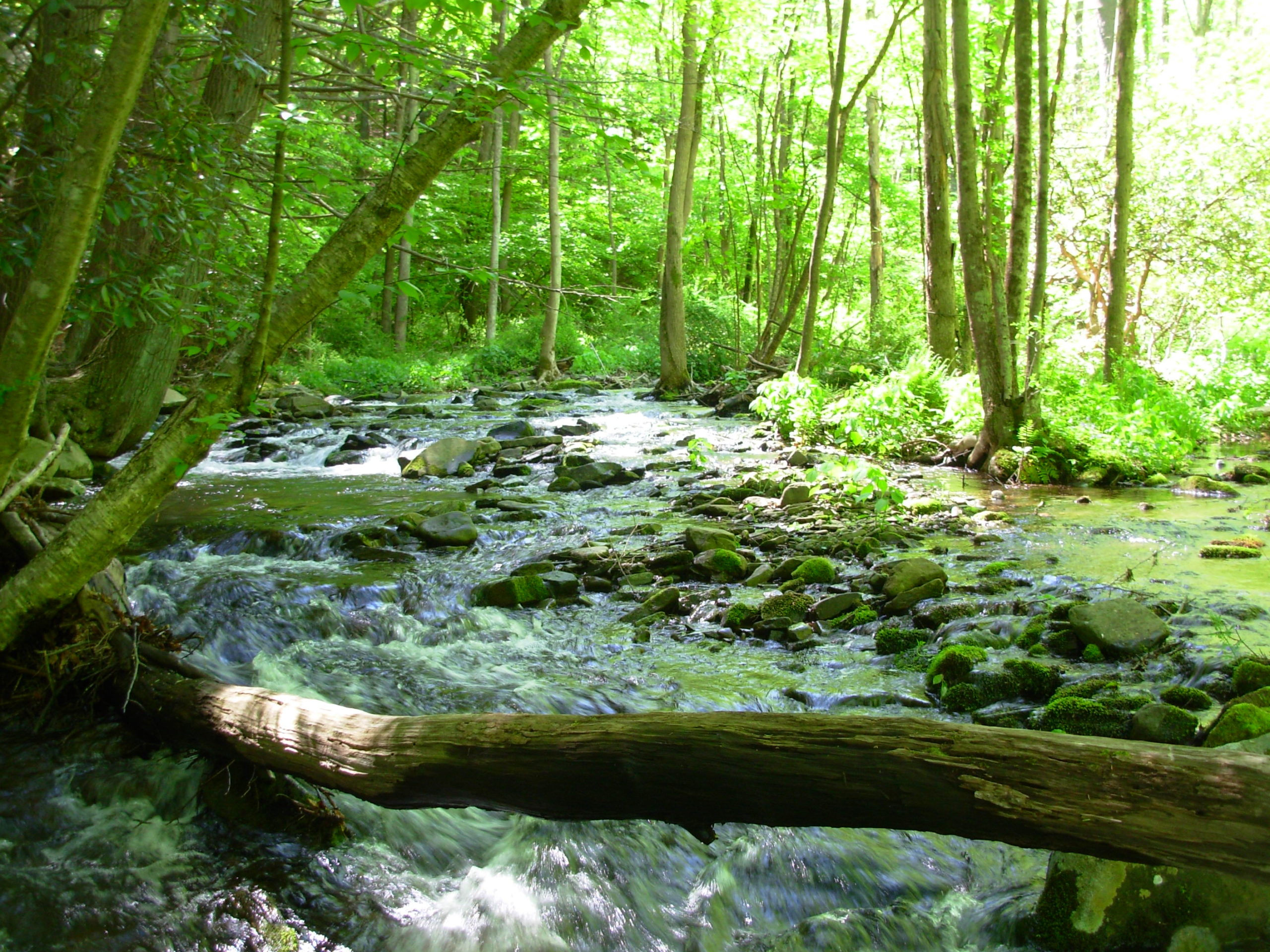 A wooded rocky stream with a tree down across it