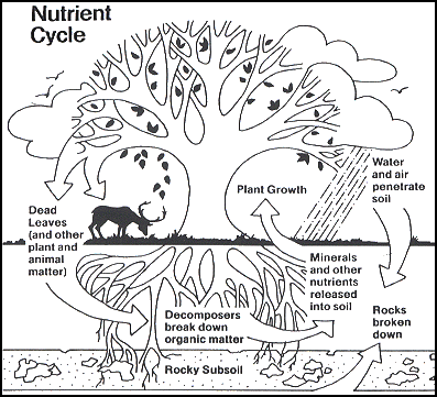Nutrient Cycle ecosystem.