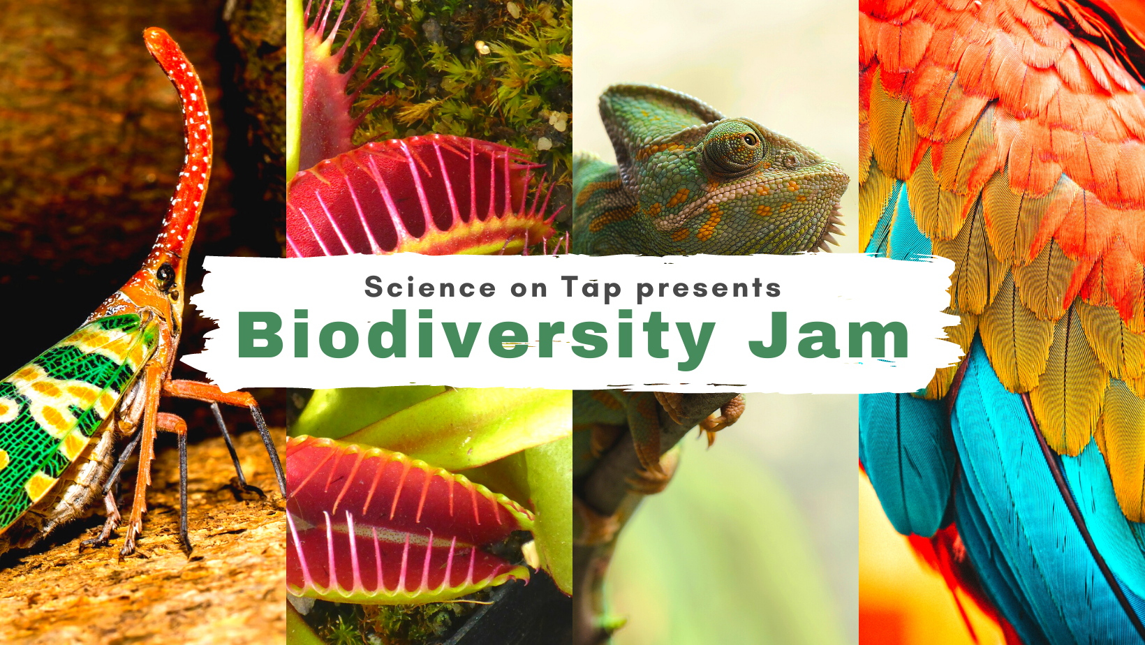 Four panels of photos (an insect, Venus flytrap, chameleon, and parrot) with the words "Science on Tap presents Biodiversity Jam"