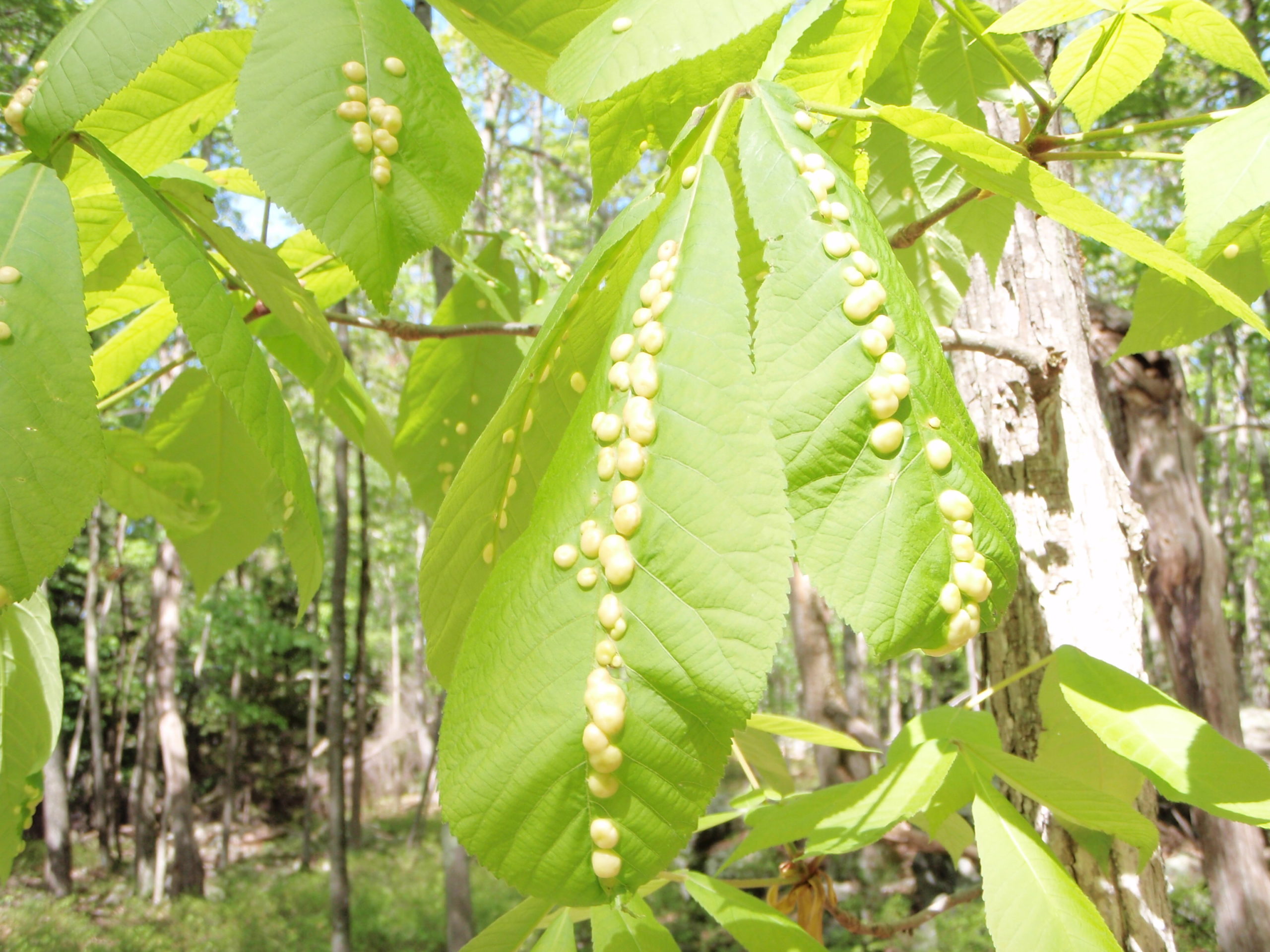 A group of leaves with vertical lines of white circle masses on them