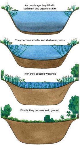 A diagram depicting pond succession, how ponds accumulate and fill with sediment over time