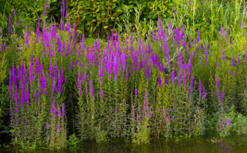 An invasive purple loosestrife, tall plant with long purple flowers