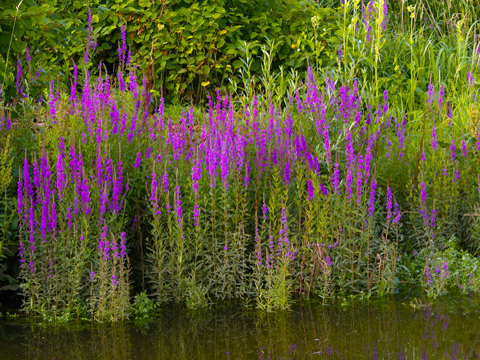 An invasive purple loosestrife, tall plant with long purple flowers