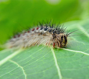 Photo of a gypsy moth.