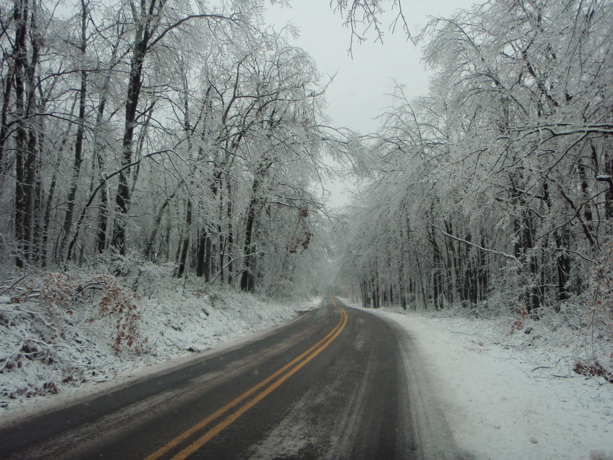 A paved road lined with snow covered trees