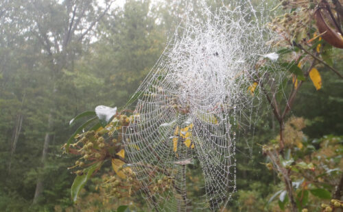 Close up of a large spider web suspended on a shrub