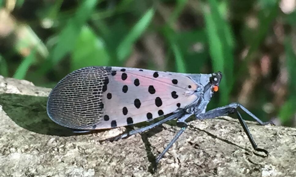 Free Spotted Lanternfly Seminar - Pike County Conservation District