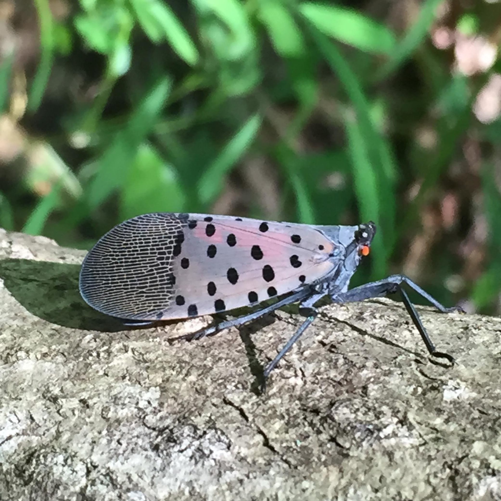 Adult spotted lanternfly