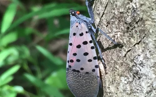 Adult Spotted Lanternfly on a log, vertical