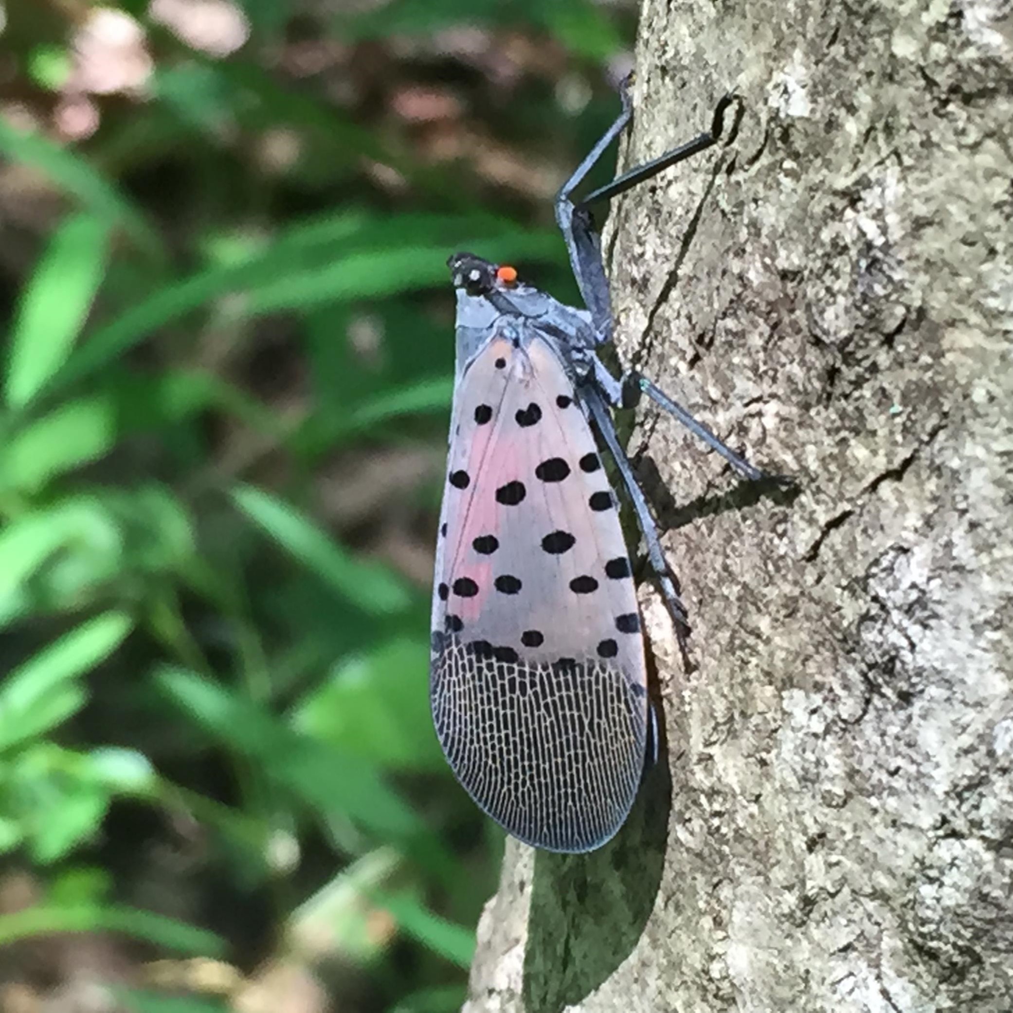 Adult Spotted Lanternfly on a log, vertical