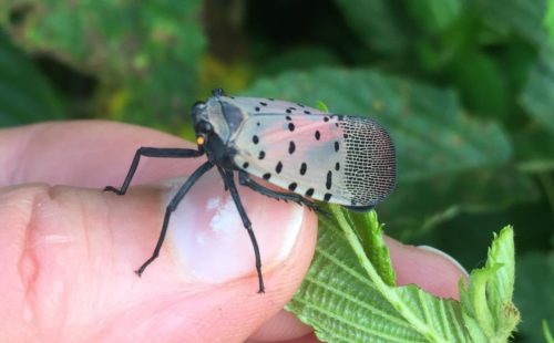 A spotted lanternfly adult on a person's thumb