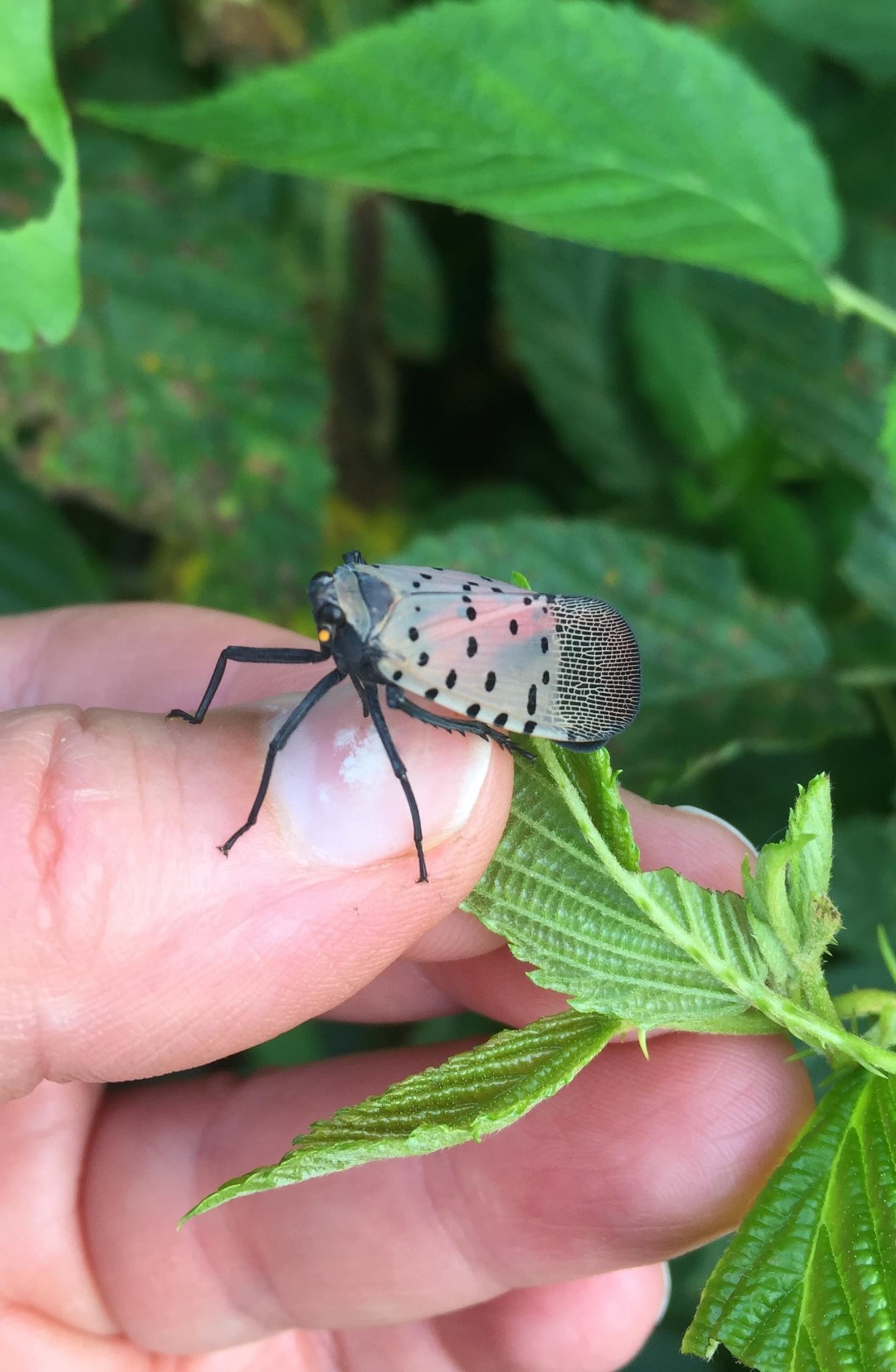 A spotted lanternfly adult on a person's thumb
