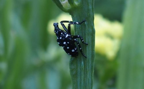 Spotted Lanternfly Nymph