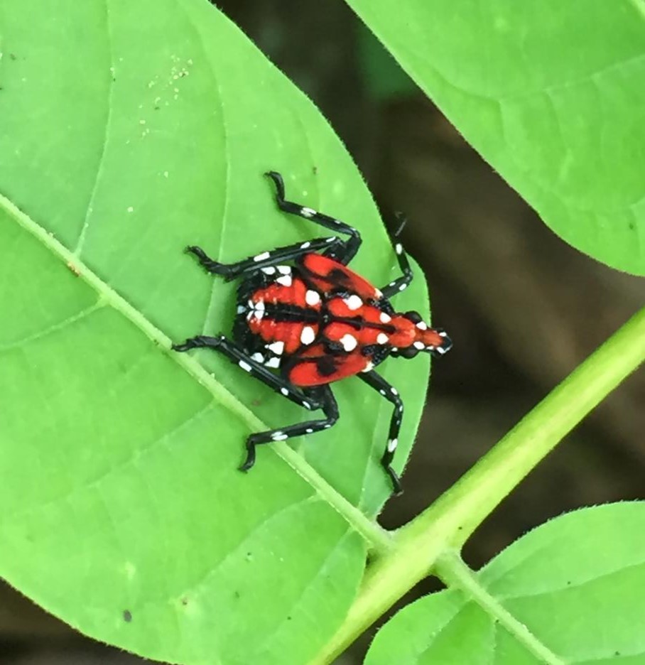 4th nymphal stage of the Spotted Lanternfly on a leaf, a red round insect with white spots and black lines