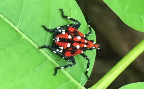 Spotted Lanternfly Nymph