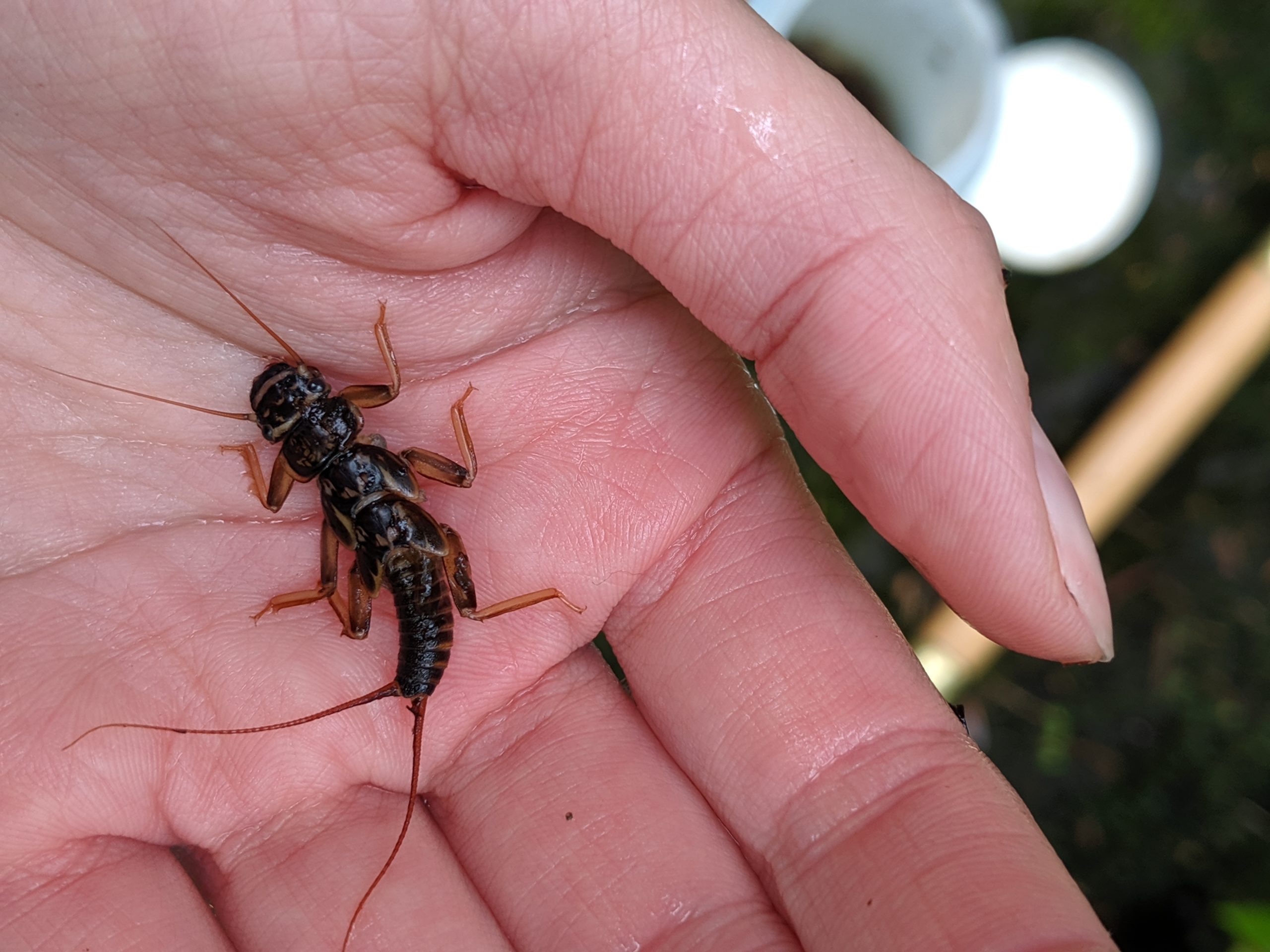 Hand holding a stonefly larva