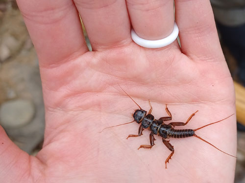 A stonefly larva in a hand