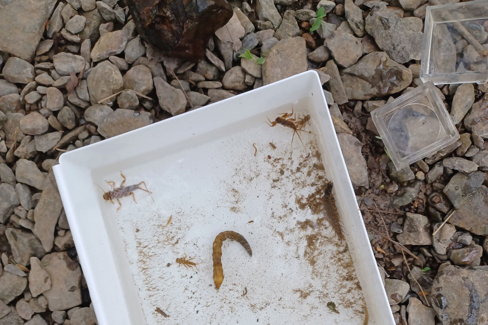 A container with water and several aquatic macroinvertebrates next to two clear magnifying glass cubes