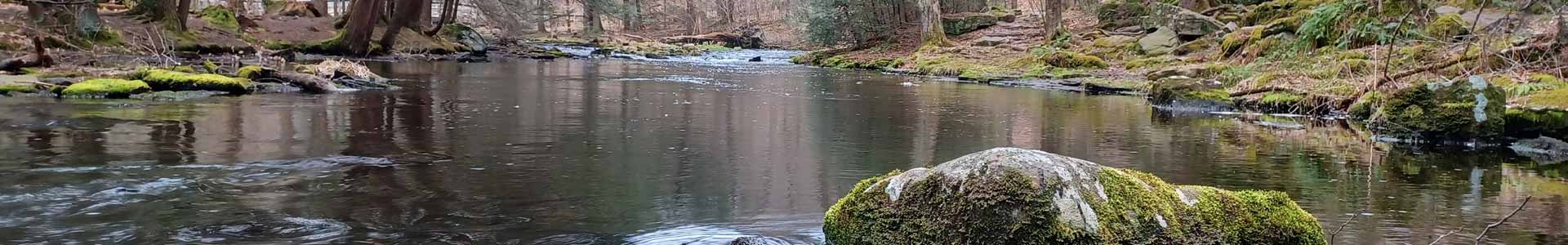 A stream in the woods with mossy rocks