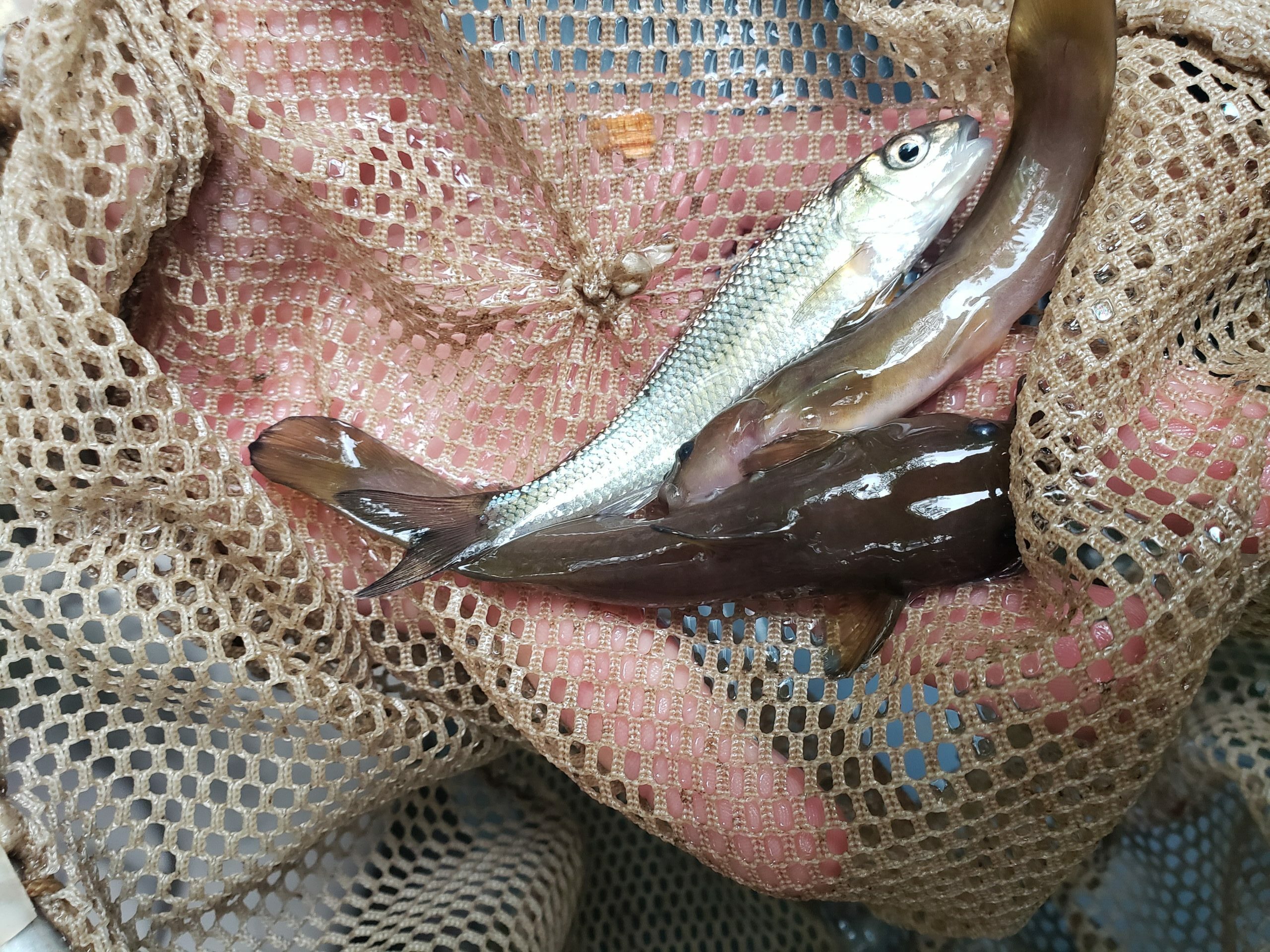 A hand holding two margined madtoms and one fallfish in a net