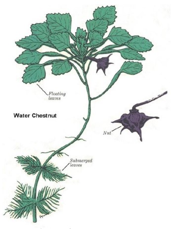 Diagram of a water chestnut plant